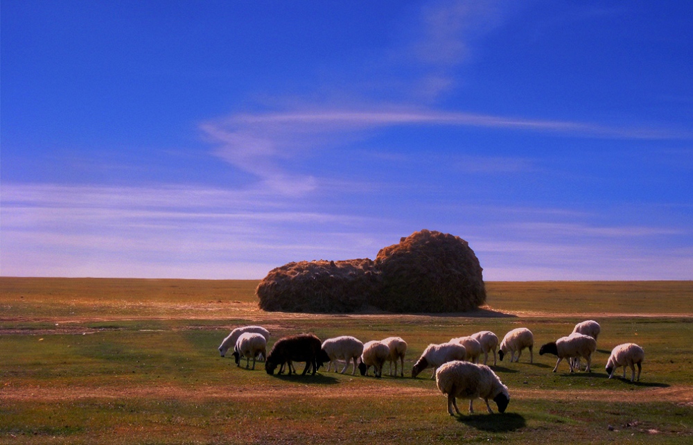 暖"羊" 摄影 景寓