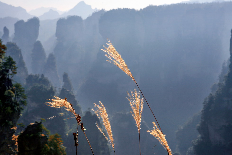 芦苇与大山 摄影 长岛