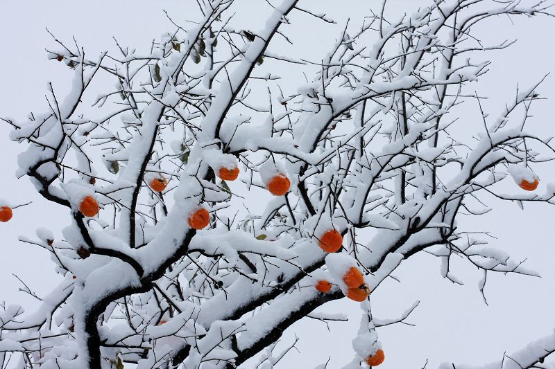 雪打灯笼 摄影 一瓣心香