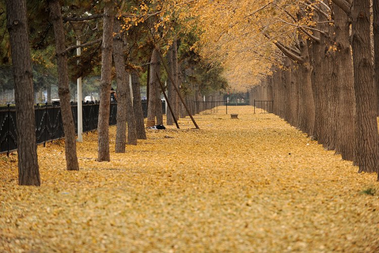 秋 摄影 无欲则刚