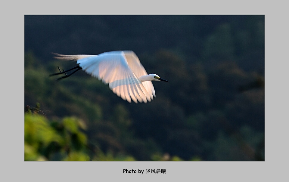 《夕阳催鹭归》 摄影 晓风晨曦