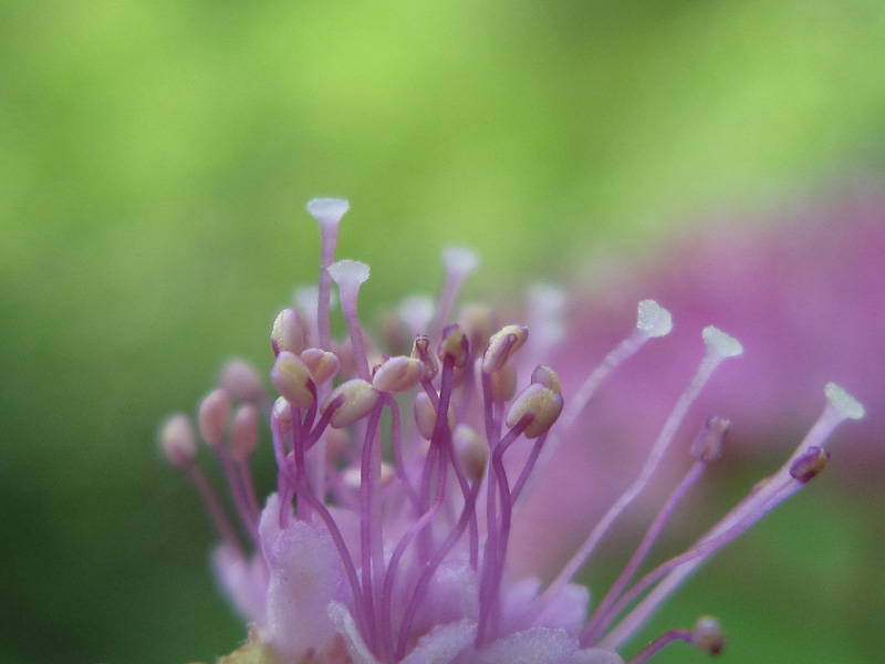 发芽 摄影 青花鱼