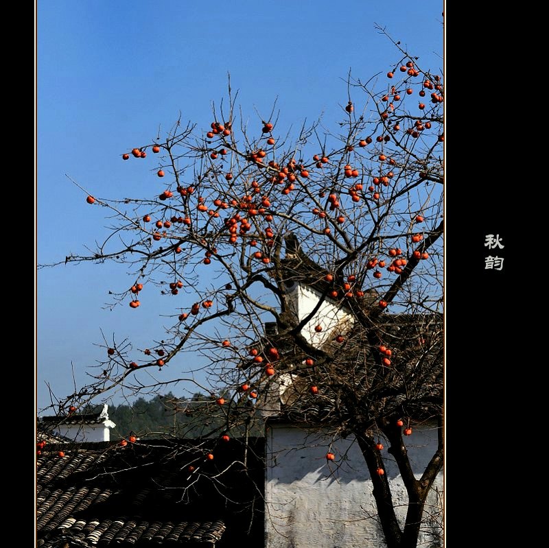 秋韵 摄影 空中花园.