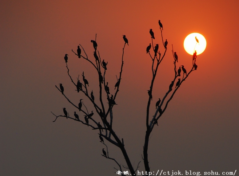 夕照枝头 摄影 岳阳老铁