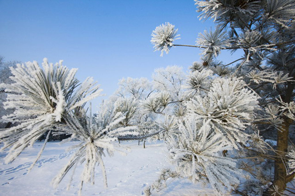 雪洁银花 摄影 小帅哥骁骁