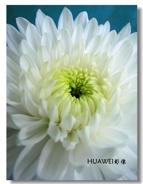 菊花 摄影 HUAWEI