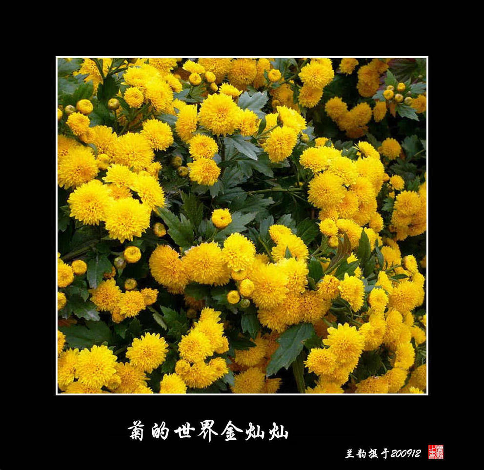 菊花 摄影 兰韵