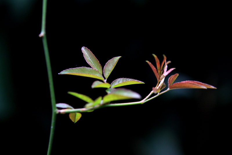 秋芽 摄影 雅安浓茶