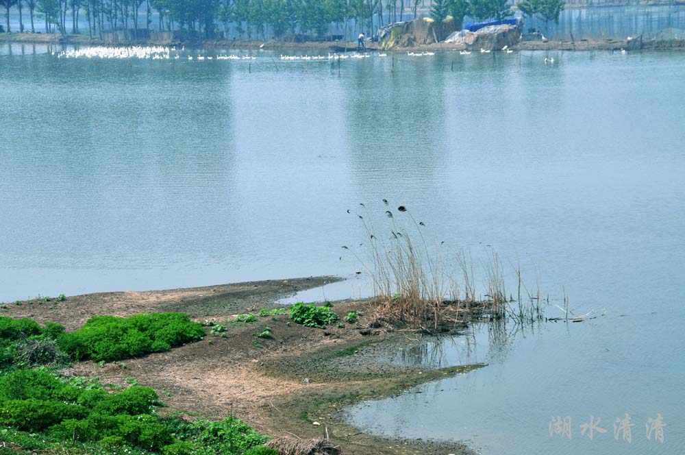 微山湖湿地 摄影 湖水清清