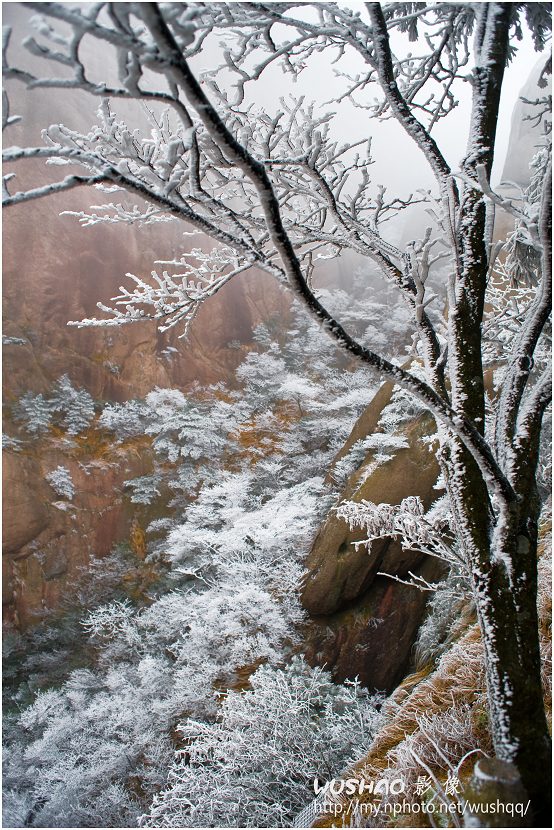 黄山初雪 摄影 松涛一石