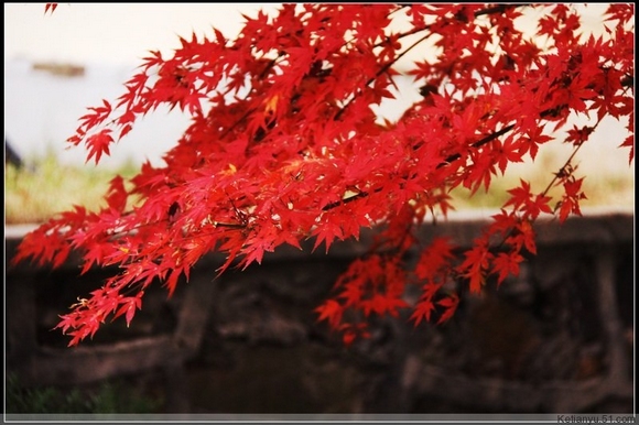 片片枫叶，炙热火红 摄影 伊一