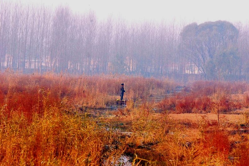 《湿地印象》 摄影 微山湖帆影