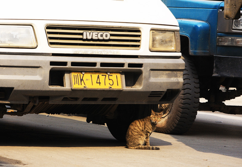 小猫挡车 摄影 上南161