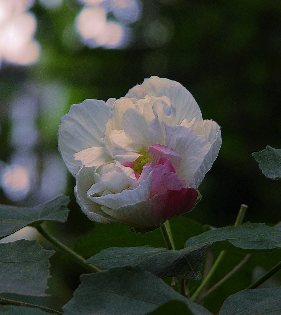 芙蓉花 摄影 灯下黑