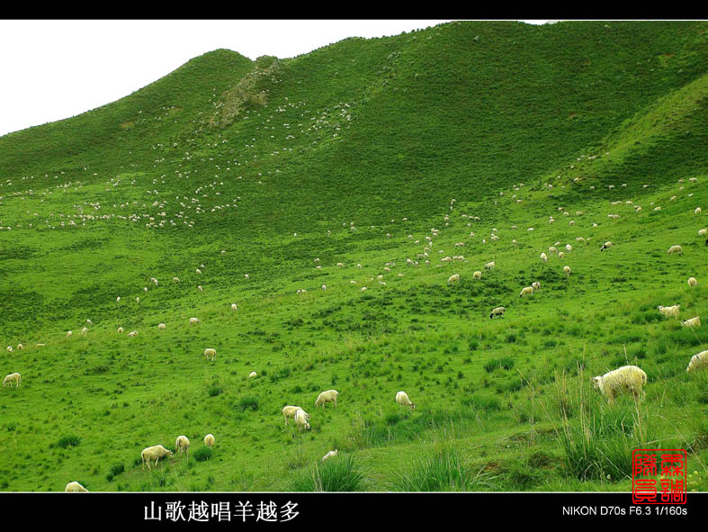 山歌越唱羊越多 摄影 森调队员