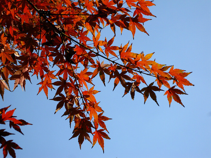 枫叶红了 摄影 心有芊芊