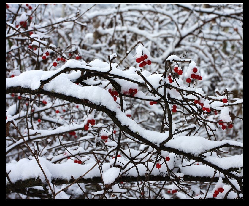 雪里红 摄影 容容