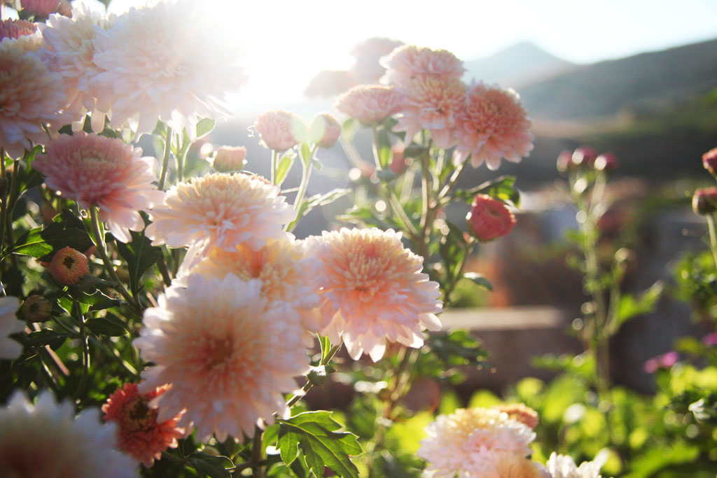 flowers in backlighting 摄影 allenchang