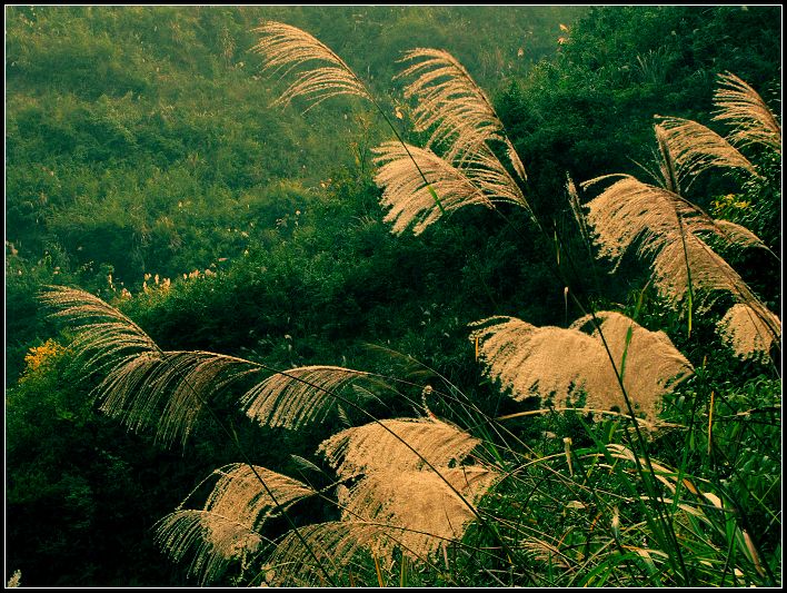 山野杂草（一） 摄影 天开文运