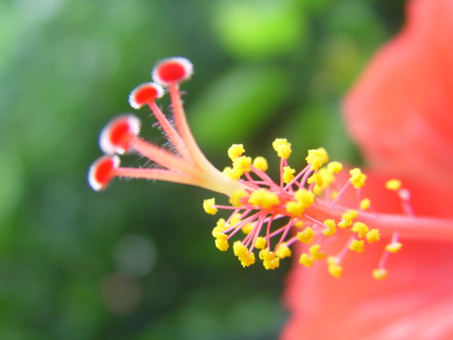 花蕊 摄影 红棉