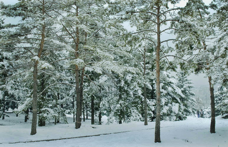 北京植物园雪景 摄影 hzyabc4480