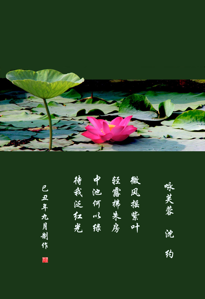 咏芙蓉 摄影 jiangxj