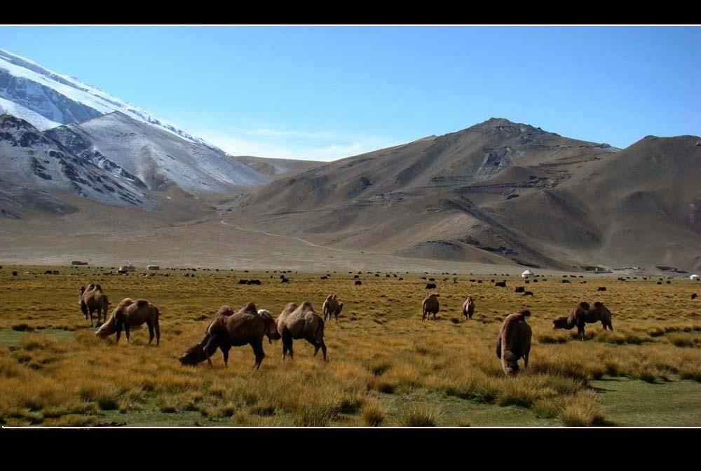 南疆风情（5）——高原牧场 摄影 园艺