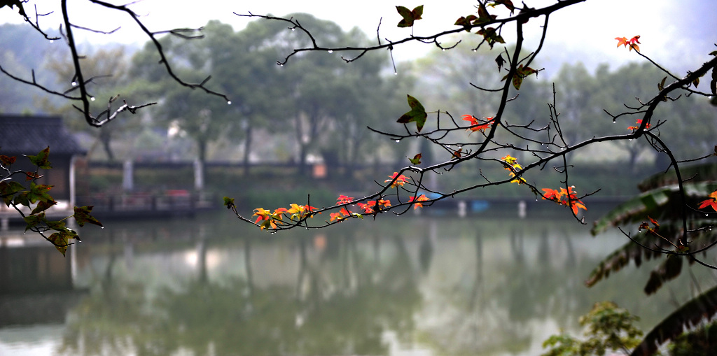 烟雨江南小景 摄影 政务