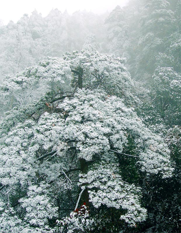 雾松 摄影 海鹰