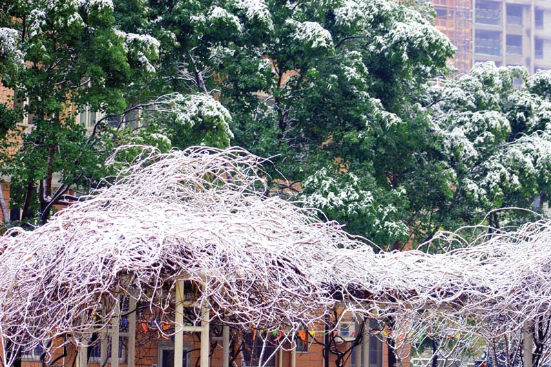 瑞雪洒申城 摄影 翰荣