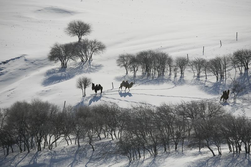 坝上雪 摄影 郭二子