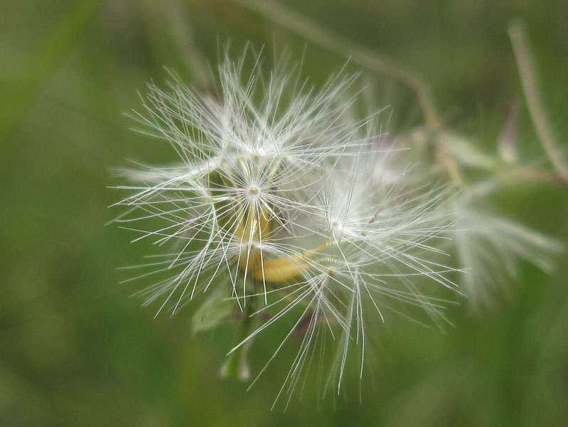 放飞的季节 摄影 青花鱼