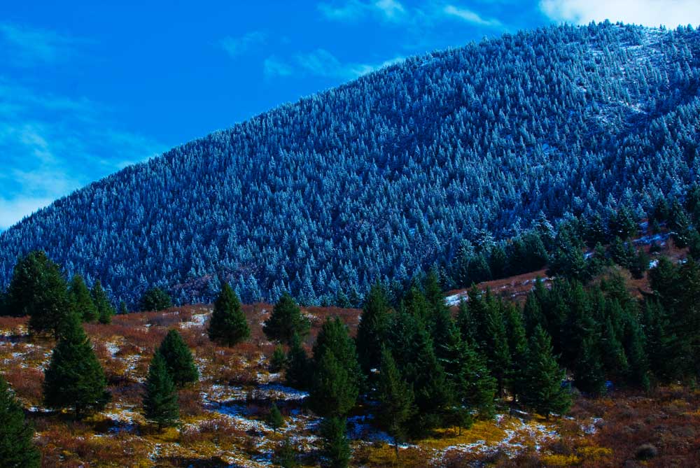 高原 摄影 雪域之子