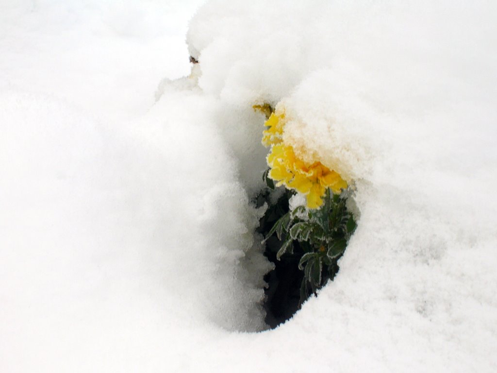 <<残菊傲雪>> 摄影 许昌老韩