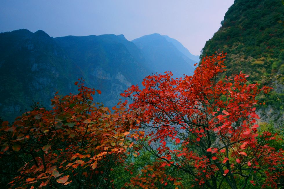 又逢巫山红叶时 摄影 冰心兵