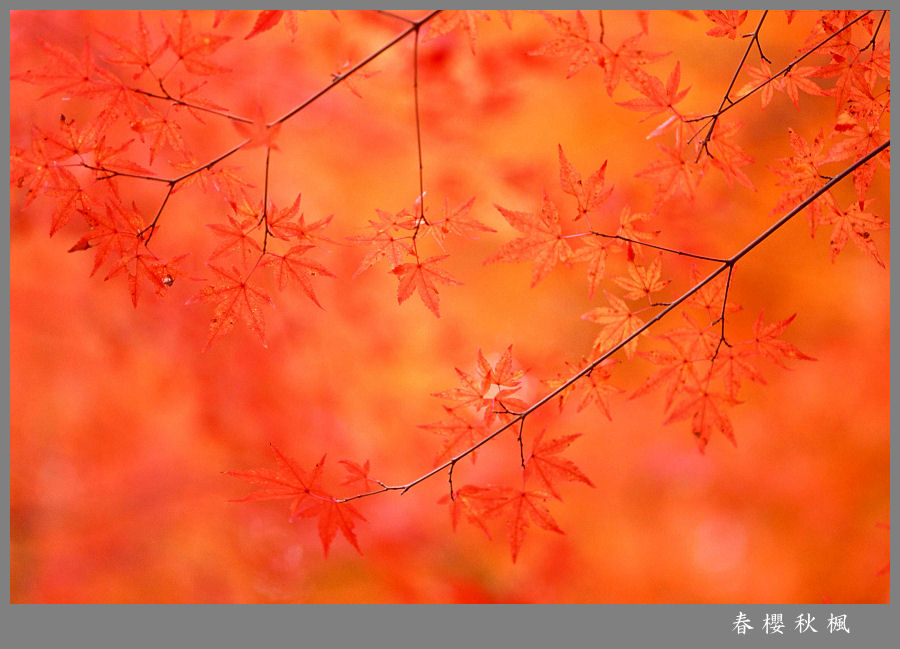 深秋花纹 摄影 春樱秋枫