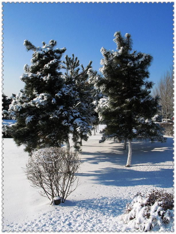 雪卧枝头 摄影 自由战士