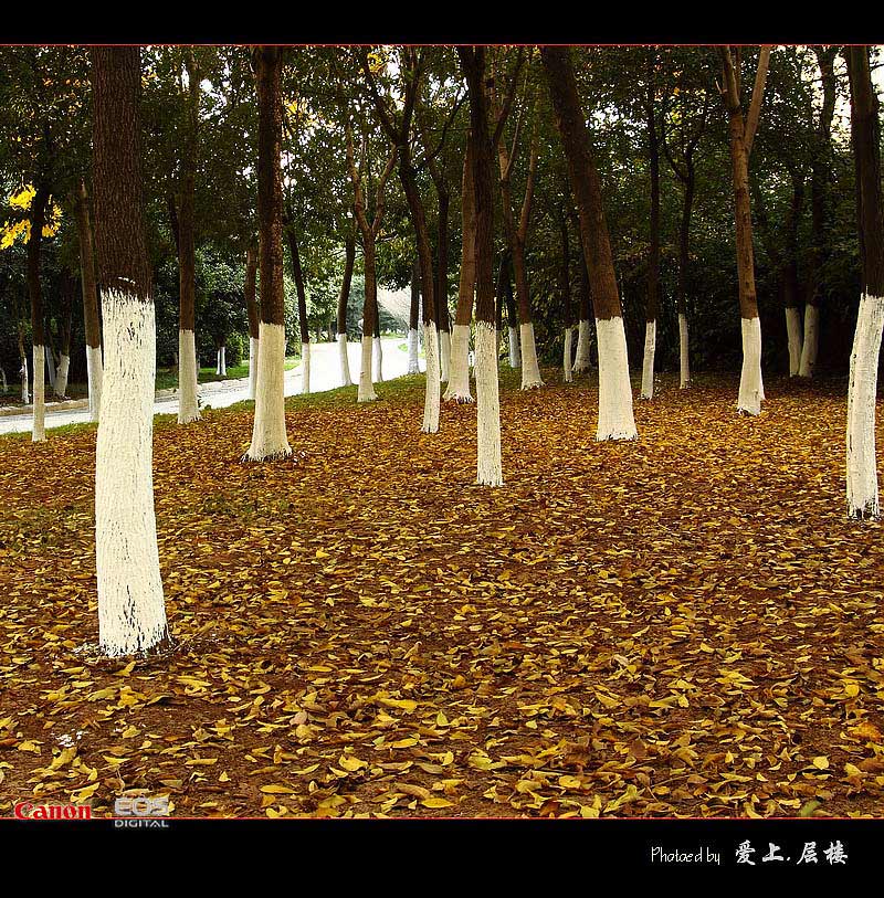 人生若只初相见，偶拾黄叶作书笺。 摄影 LiYong_sam