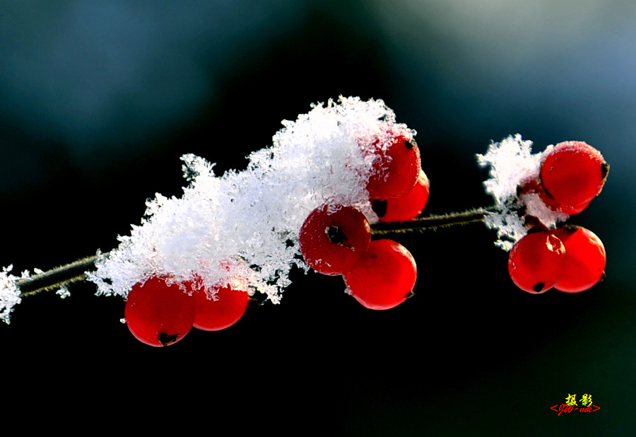 雪里红艳艳 摄影 mkk