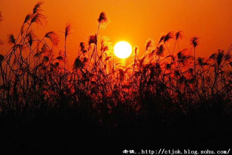 夕照芦荡 摄影 岳阳老铁