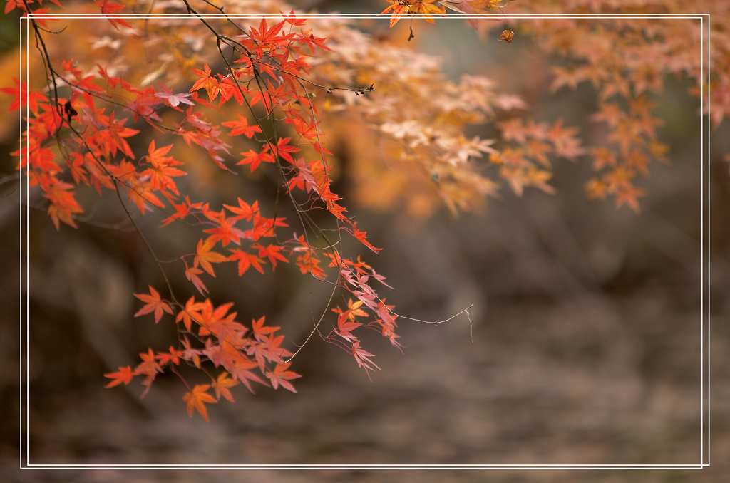 霜叶红于二月花4 摄影 小巫见大巫