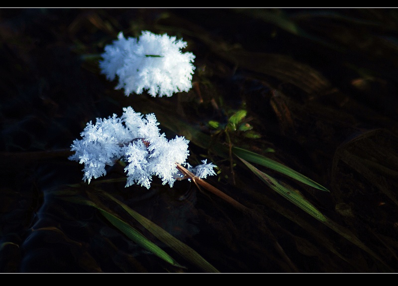 冰花 摄影 雪中飞