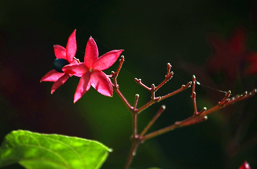 不知名的花 摄影 lzhf