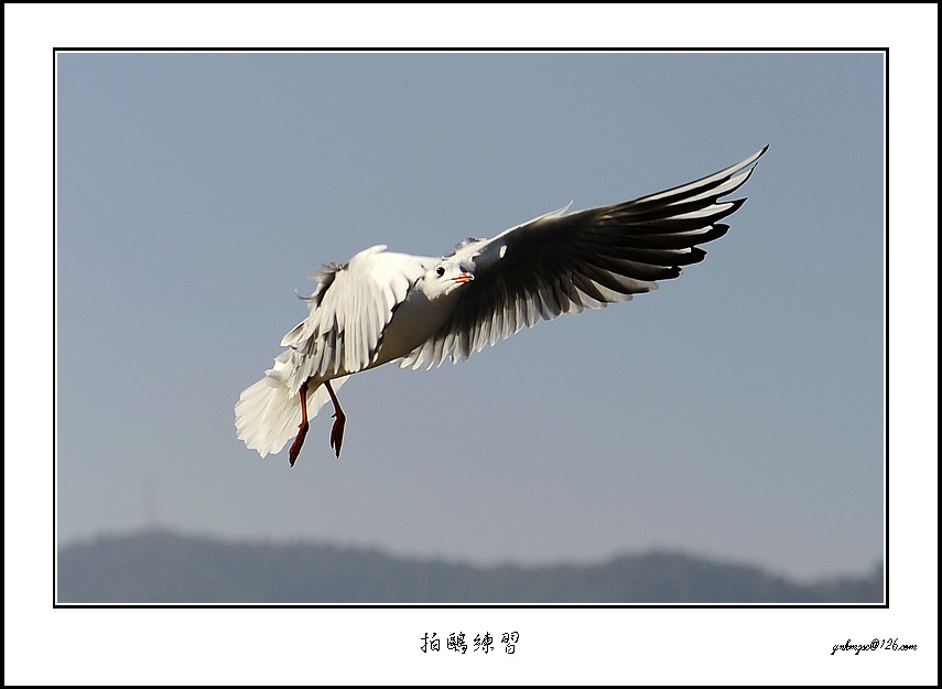 红嘴鸥 摄影 猫哆哩