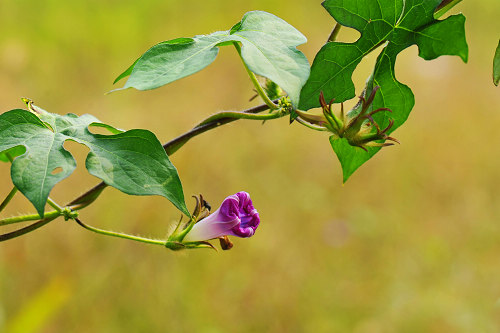 牵牛花 摄影 凉视角