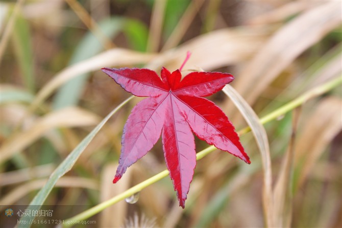 红叶 摄影 风雨同心xq