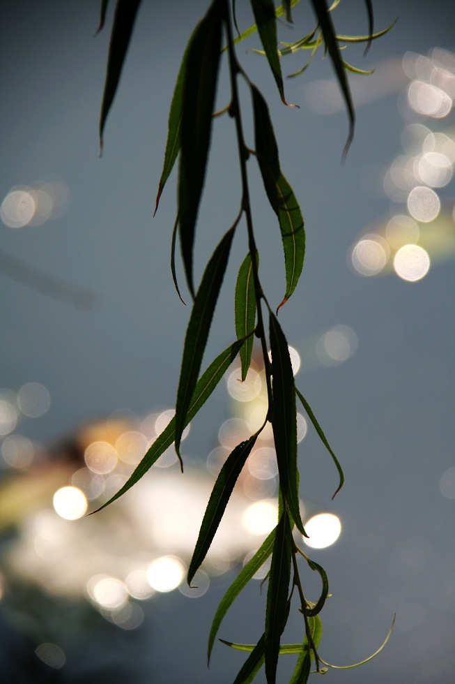 小池秋梦 摄影 阿万