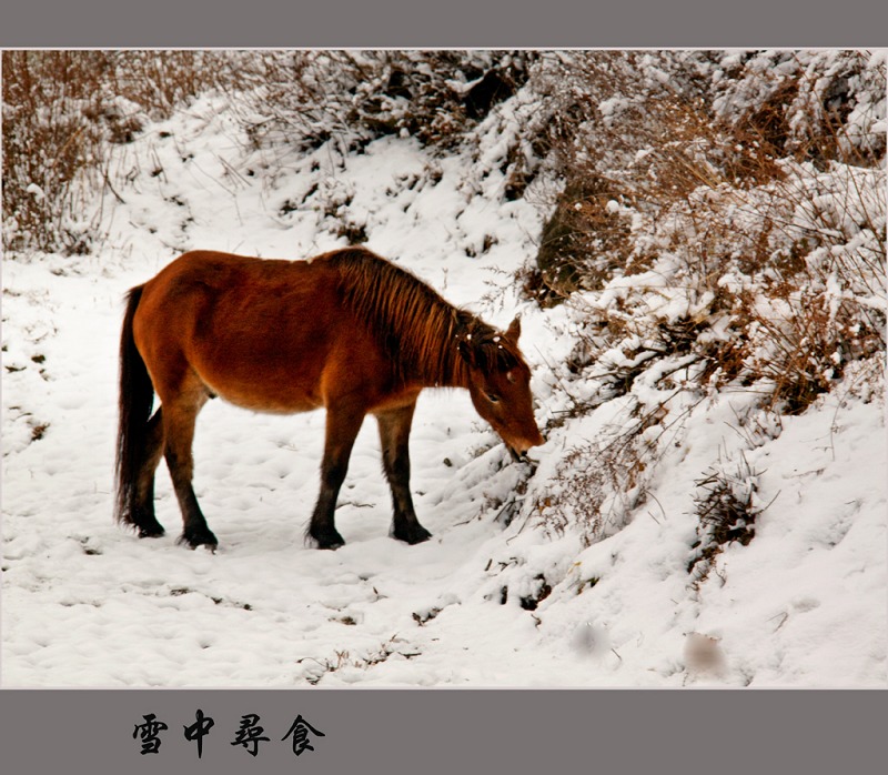 雪中寻食 摄影 大草坝