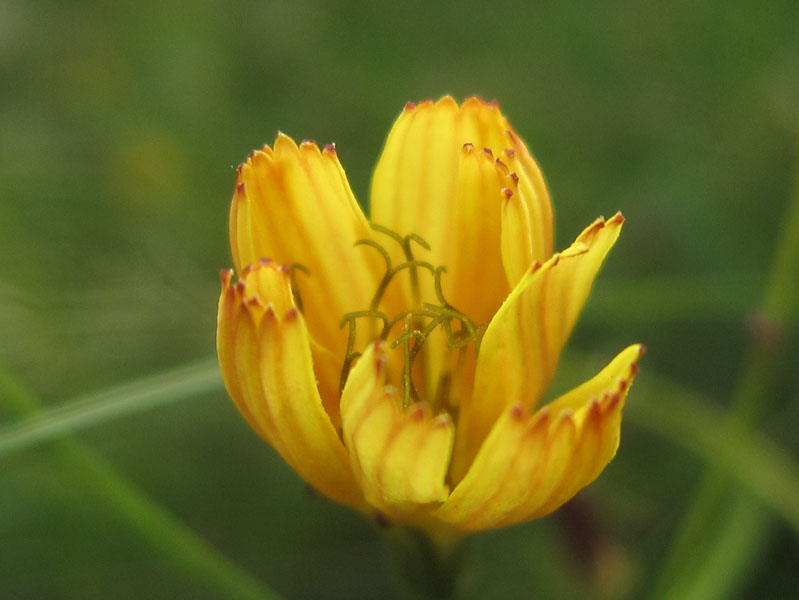 如花似梦 摄影 青花鱼