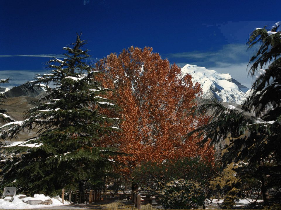 雪山下的树 摄影 泰和居士